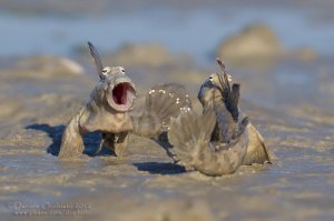 Про рыбку (5) - это периофтальмус?