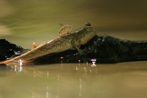 Рыбка (5) - периофтальмус?