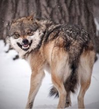 Не только люди любят снег!