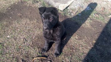 3 месяца и 1 год