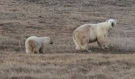 Умке незамедлительно была оказана помощь. Умка подрос!)))