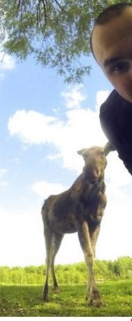 Скажу, честно, увидел по фото сначала, добермана
Слеп, наверное, стал.
Но доберов, тоже, мало теперь...