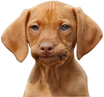 Несколько лет назад экспертами Всемирной организации здравоохранения (ВОЗ) была представлена общая эпидемиологическая картина, свидетельствующая о практически 100%-ном инфицировании населения планеты вирусом простого герпеса типа 1 и 2.