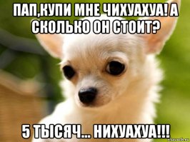 19 Шикарных кошек, которые стоят целое состояние