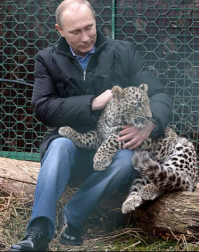 Этот леопард тоже нашел свой дом и доброго хозяина!!!