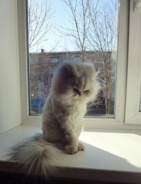 19 Шикарных кошек, которые стоят целое состояние