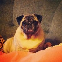 А это моя Яна, я у неё пятая хозяйка за её пять лет. Какая она была. когда я её забрала и какая она стала через полгода.