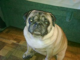 А это моя Яна, я у неё пятая хозяйка за её пять лет. Какая она была. когда я её забрала и какая она стала через полгода.