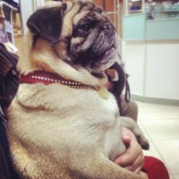 А это моя Яна, я у неё пятая хозяйка за её пять лет. Какая она была. когда я её забрала и какая она стала через полгода.