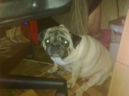 А это моя Яна, я у неё пятая хозяйка за её пять лет. Какая она была. когда я её забрала и какая она стала через полгода.