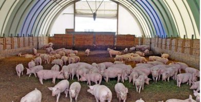 Толстушки на века – красавицы в искусстве