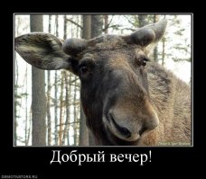 Парень спас маленькую лосиху, и теперь она приходит к нему из леса каждый день