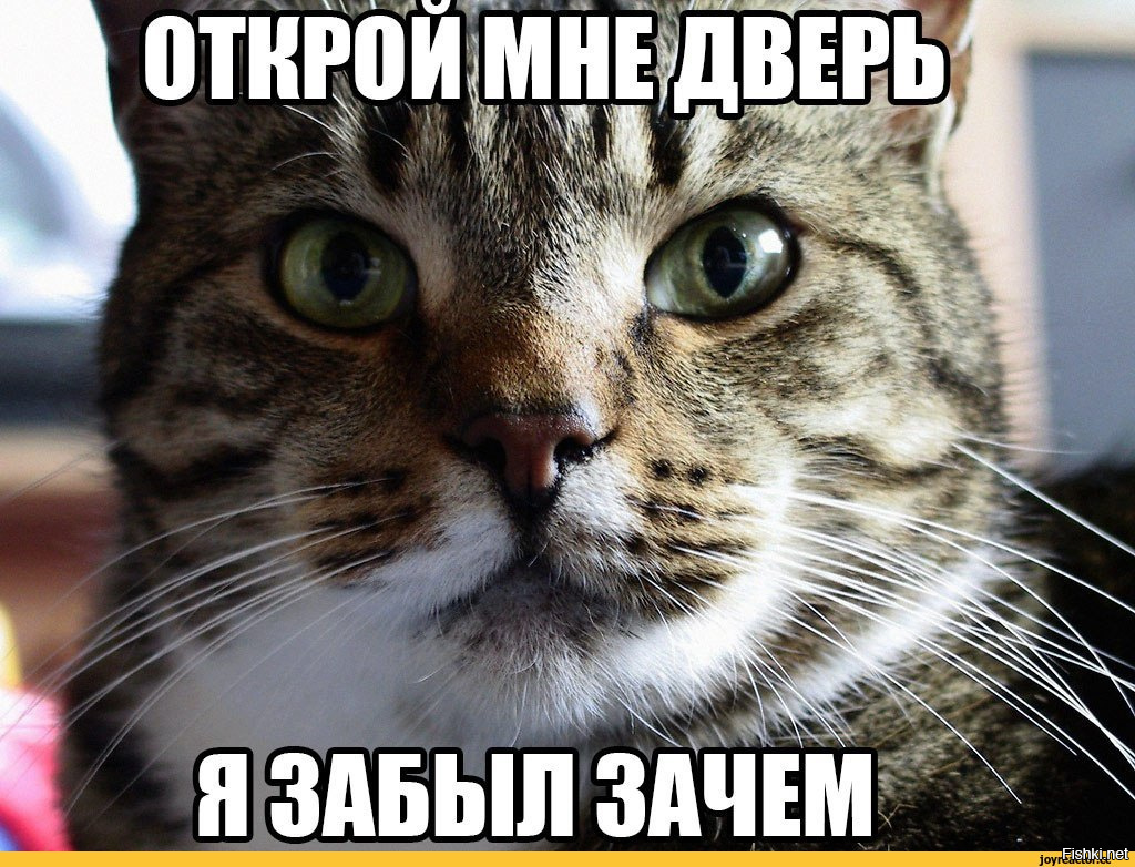 Я забыл 15. Мемы с котиками. Кот Мем. Мемы про котов. Зачем картинки смешные.