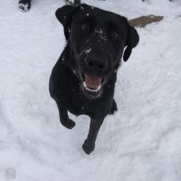 У меня лабрадор, 10 месяцев - если пукнет, то мама не горюй, хоть коромысло вешай  Благо в туалет ходит на улицу. Эти собачьи и кошачьи корма  вещь очень вонючая, так что вполне возможно от кошки и есть запах, если ходит покекать в лоток без наполнителя.