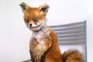 Может ведь получится интернет-сенсация вроде упоротого лиса