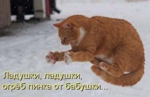 Австрийский фотограф снимает летающих котов