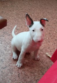 А у меня просто бультерьер, зовут его Кефир. Ему сегодня ровно 2 месяца.