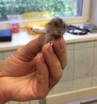 АААААААААА! МИЛОТА!!!!!!!!!!!
