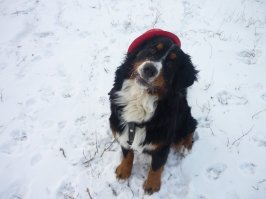 Если бы собаки были людьми