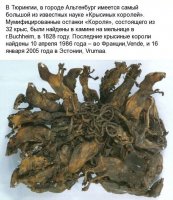 Как воспитать крысиного короля