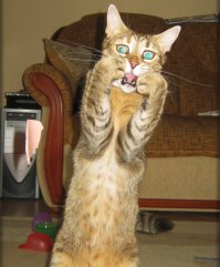 Толстушки на века – красавицы в искусстве