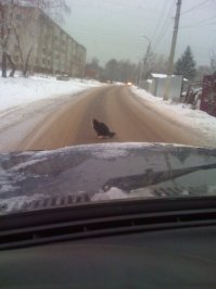 удобряю
