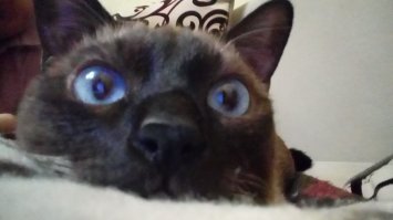 Вот это сиамец. Голубой глаз- признак породы.