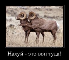 Изумительные снимки дикой природы от финалистов ежегодного конкурса на самую смешную фотографию