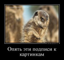 Изумительные снимки дикой природы от финалистов ежегодного конкурса на самую смешную фотографию