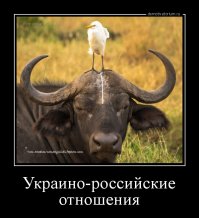 Изумительные снимки дикой природы от финалистов ежегодного конкурса на самую смешную фотографию