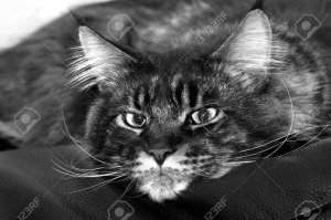 18 непревзойденных шпионов, которым самое место в ЦРУ