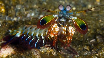 Вот это глаза, я понимаю -