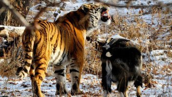 ... вечная история про козлов Тимуров