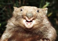 Самые необычные животные на планете Земля (пост №1)