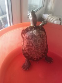 Вообще живность не для ленивых. Если такое отношение к животным, не заводите ничего.
Вот наша красота до и после (3 года).