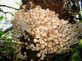 «Все, что я хочу — быть обожаемой»: Женщина пытается избавиться от 6 тысяч опухолей