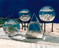 Среди имеющегося разнообразия аквариумов есть особого вида, которые не требуют вообще никакого обслуживания. Это так называемые герметичные аквариумы "АкваМир". Они представляют собой небольшие (10-30 см в диаметре) герметично запаянные шары, эллипсы, пирамиды или разной формы бутыли из итальянского стекла и мрамора. 
 
Суть заключается в том, что эти емкости на самом деле - замкнутые биосистемы, имитирующие биосферу Земли.
Обитателями могут быть не только креветки, но и рачки гаммарусы, циклопы и прочая живность. Они живут, умирают, рождаются, линяют, едят - в аквариуме беспрерывно происходит что-то интересное. Вам не нужно ни кормить гидробионтов, ни менять им воду. Это - совершеннейший домашний питомец! Ни воздух, ни вода, ни пища не поступает внутрь и не выходит из него! 
 
У креветок нет их естественных врагов. Но они редко размножаются в неволе, так как любят темные, уединенные места. Предоставленная им емкость слишком мала, чтобы поддерживать жизнь возрастающего числа креветок, поэтому в ней нет места для размножения. Жизнь их может продолжаться очень долго, 3-5 лет, известны даже случаи, когда они жили до 12 лет. Без всякого, заметьте, обслуживания, кормления, чистки, смены воды. 
 
В герметичном аквариуме также находятся побеги растений. Они там для того, чтобы поддерживать воду чистой и снабжать креветок кислородом. Креветки "подстригают" растения и поддерживают их здоровыми. Креветки едят не сами растения, они, скорее, пощипывают их, объедая с них микроводоросли и бактерии.