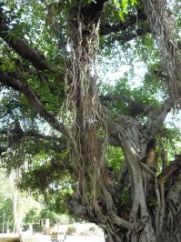 Я тоже в Индии снимал.Дерево-монстр.