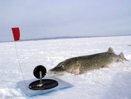 Я на зимнюю, на вот такие хреновины люблю поехать половить, все время в движении, а сидеть перед лункой нееее.... 
фото не мое, для примера из сети