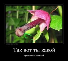 5 растений, которые поражают воображение