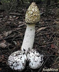 веселка обыкновенная:)