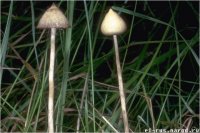 Поражают воображение, говорите?))