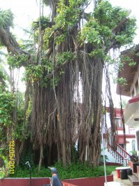 В Индии снимал, шагающее дерево.