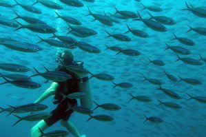 Хорошо что не пираньи :)