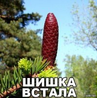 Красивые женские ножки