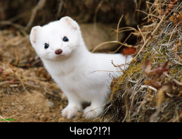 Ласка - без ацетона...