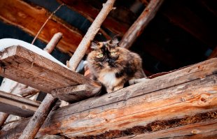 А откуда там кот?