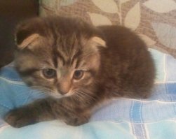 У меня котёнок за полляма, а может и тоже лям.