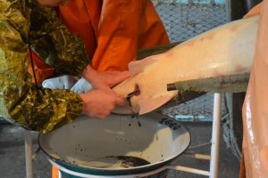 Сейчас икру из осетра "сдаивают" и рыба остаётся живой