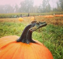 Драконы, везде драконы